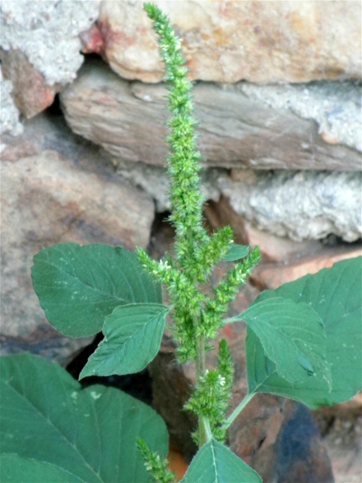 Amaranthus retroflexus close up, Sierra Madrona, Spain