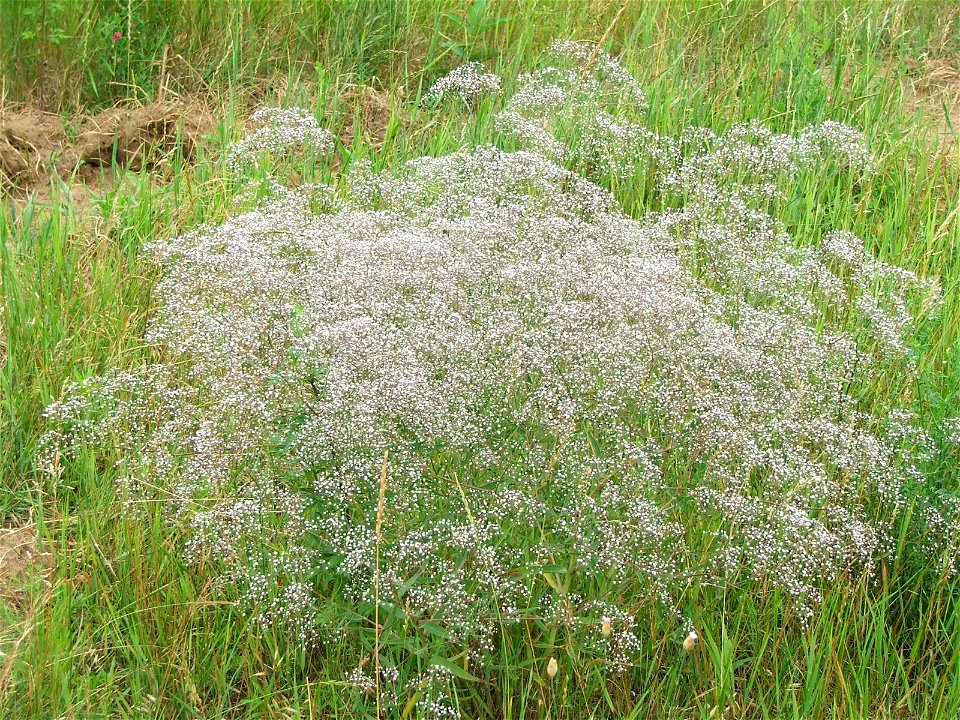 Gypsophila paniculata L.