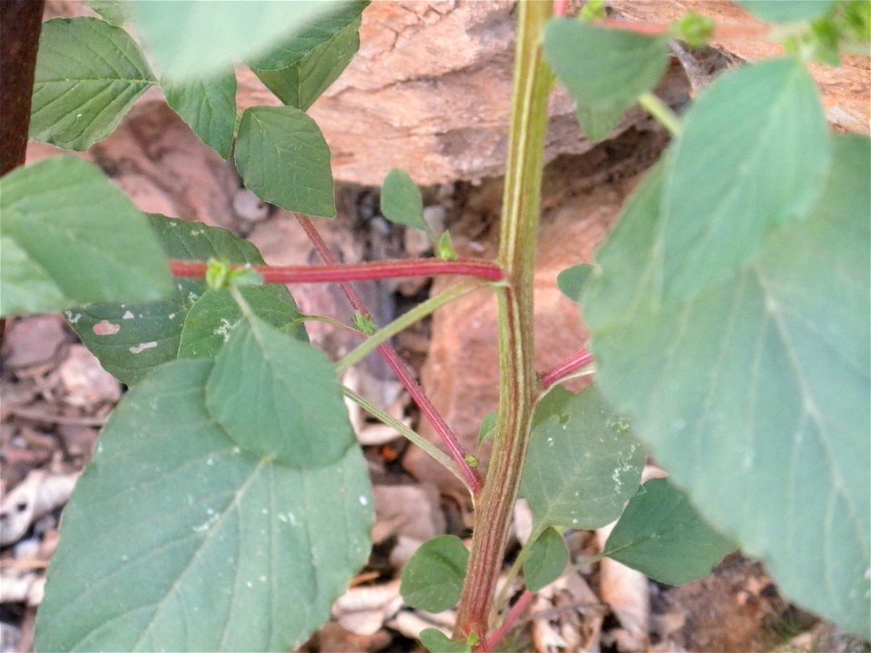 Amaranthus retroflexus stem and leaves, Sierra Madrona, Spain