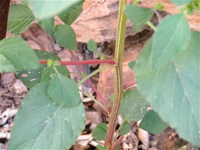Amaranthus retroflexus stem and leaves, Sierra Madrona, Spain
