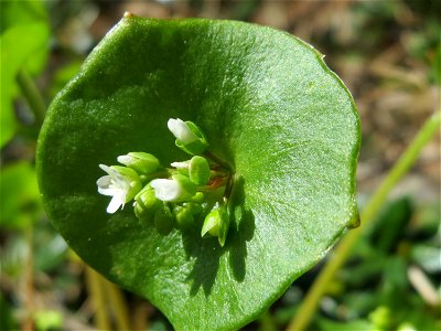 Gewöhnliche Tellerkraut (Claytonia perfoliata) an der Saar in Saarbrücken
