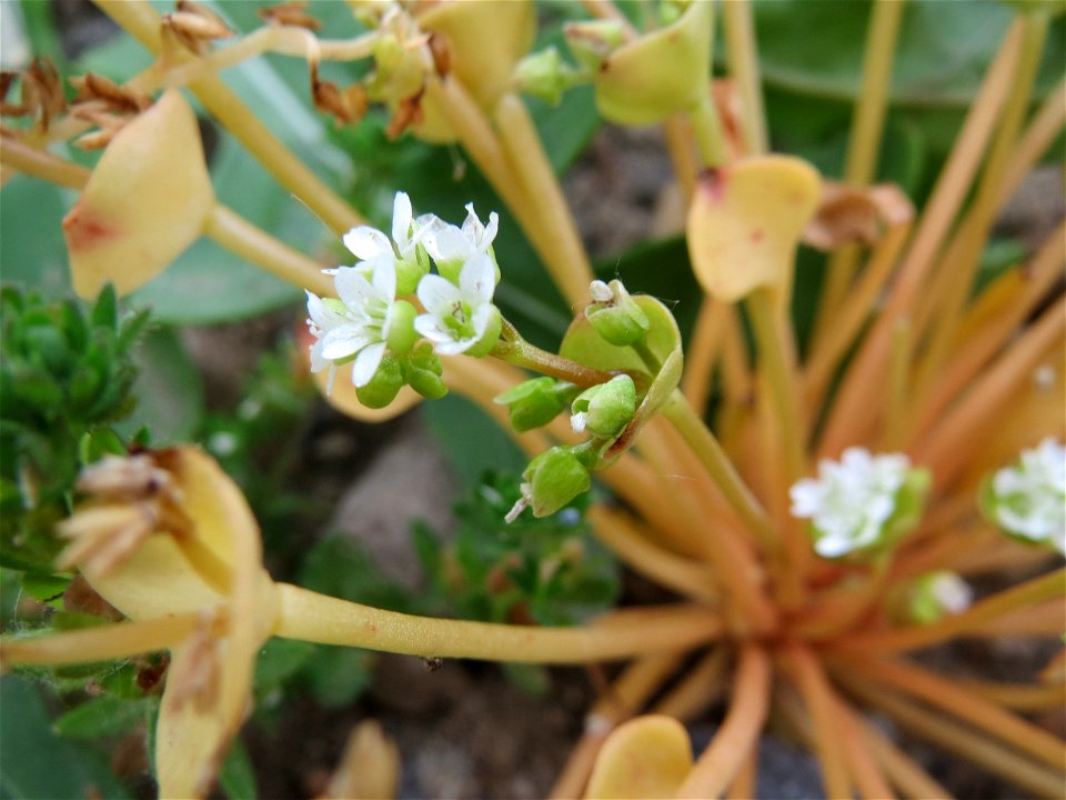Gewöhnliche Tellerkraut (Claytonia perfoliata) auf einem Schuttplatz bei Neulußheim (Gemarkung Altlußheim)