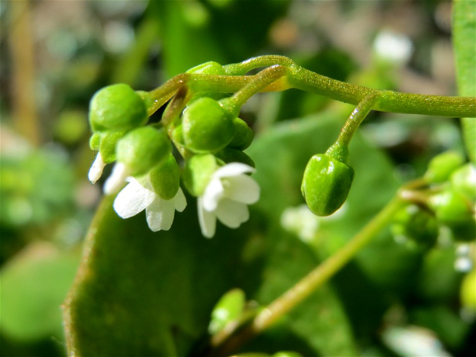 Gewöhnliche Tellerkraut (Claytonia perfoliata) an der Saar in Saarbrücken