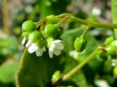 Gewöhnliche Tellerkraut (Claytonia perfoliata) an der Saar in Saarbrücken