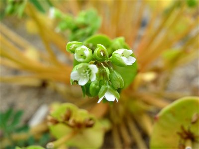 Gewöhnliche Tellerkraut (Claytonia perfoliata) auf einem Schuttplatz bei Neulußheim (Gemarkung Altlußheim)