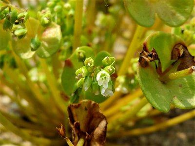 Gewöhnliche Tellerkraut (Claytonia perfoliata) auf einem Schuttplatz bei Neulußheim (Gemarkung Altlußheim)
