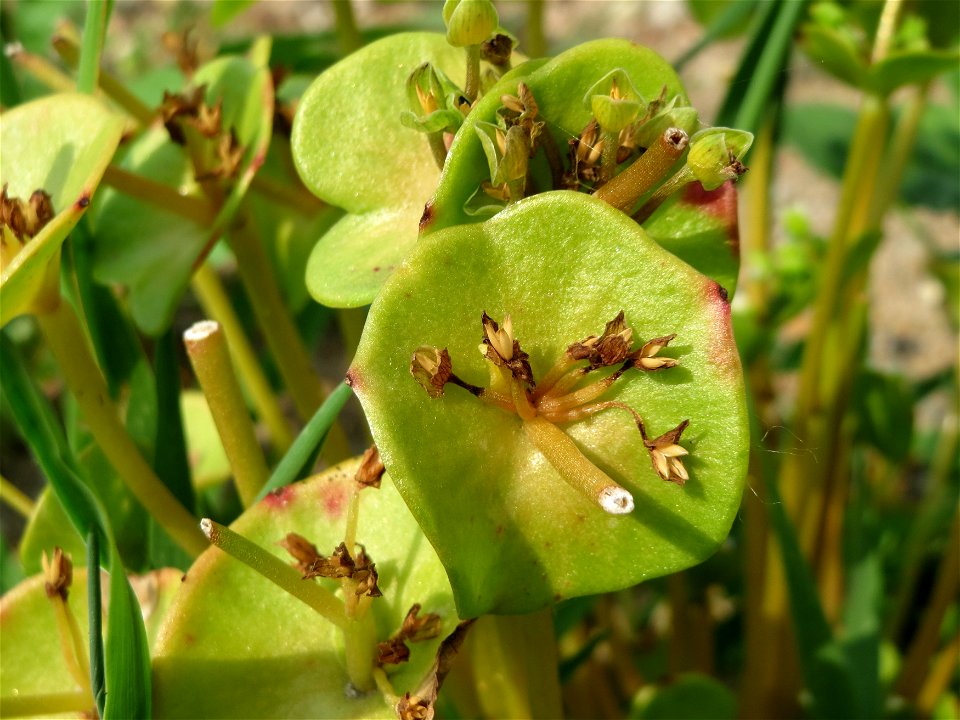 Gewöhnliche Tellerkraut (Claytonia perfoliata) auf einem Schuttplatz bei Neulußheim (Gemarkung Altlußheim)