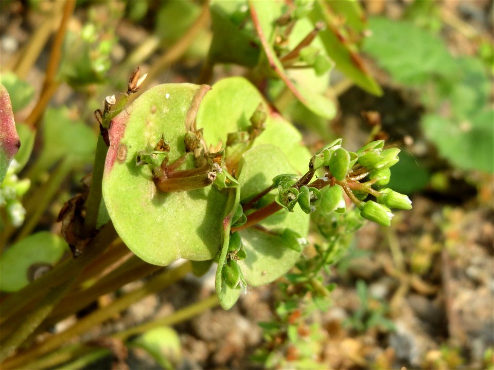 Gewöhnliche Tellerkraut (Claytonia perfoliata) auf einem Schuttplatz bei Neulußheim (Gemarkung Altlußheim)