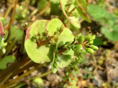 Gewöhnliche Tellerkraut (Claytonia perfoliata) auf einem Schuttplatz bei Neulußheim (Gemarkung Altlußheim)