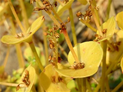 Gewöhnliche Tellerkraut (Claytonia perfoliata) auf einem Schuttplatz bei Neulußheim (Gemarkung Altlußheim)