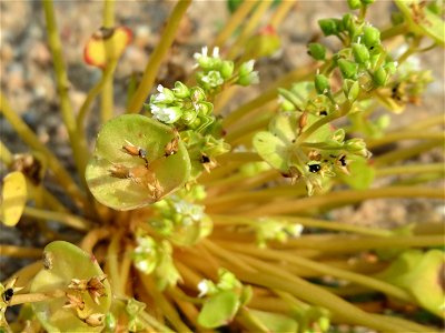 Gewöhnliche Tellerkraut (Claytonia perfoliata) auf einem Schuttplatz bei Neulußheim (Gemarkung Altlußheim)