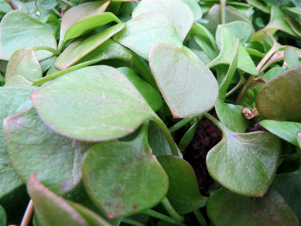 Gewöhnliche Tellerkraut (Claytonia perfoliata) in Hockenheim