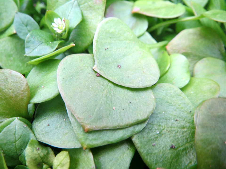 Gewöhnliche Tellerkraut (Claytonia perfoliata) in Hockenheim
