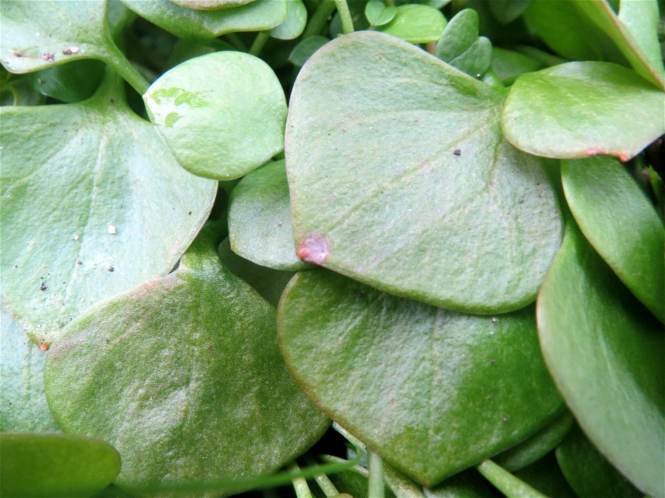 Gewöhnliche Tellerkraut (Claytonia perfoliata) in Hockenheim