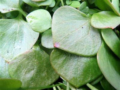 Gewöhnliche Tellerkraut (Claytonia perfoliata) in Hockenheim