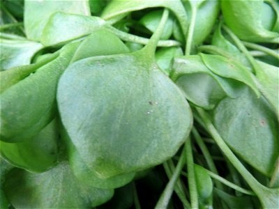 Gewöhnliche Tellerkraut (Claytonia perfoliata) in Hockenheim