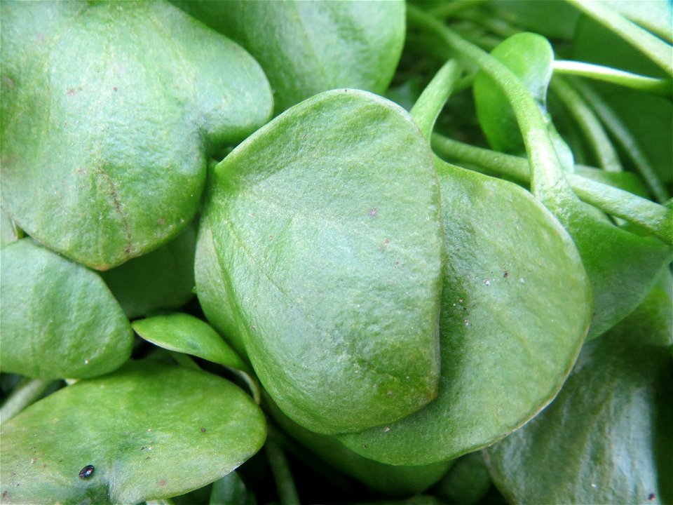 Gewöhnliches Tellerkraut (Claytonia perfoliata) in Hockenheim
