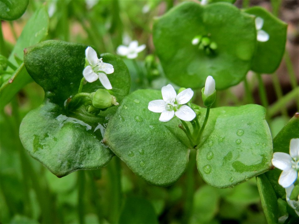 Gewöhnliches Tellerkraut (Claytonia perfoliata) in Hockenheim
