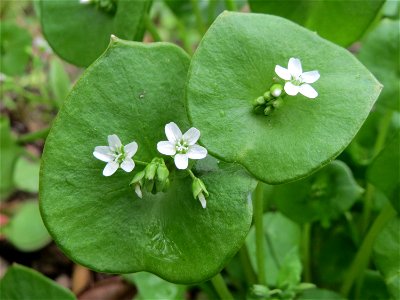 Gewöhnliche Tellerkraut (Claytonia perfoliata) in Hockenheim