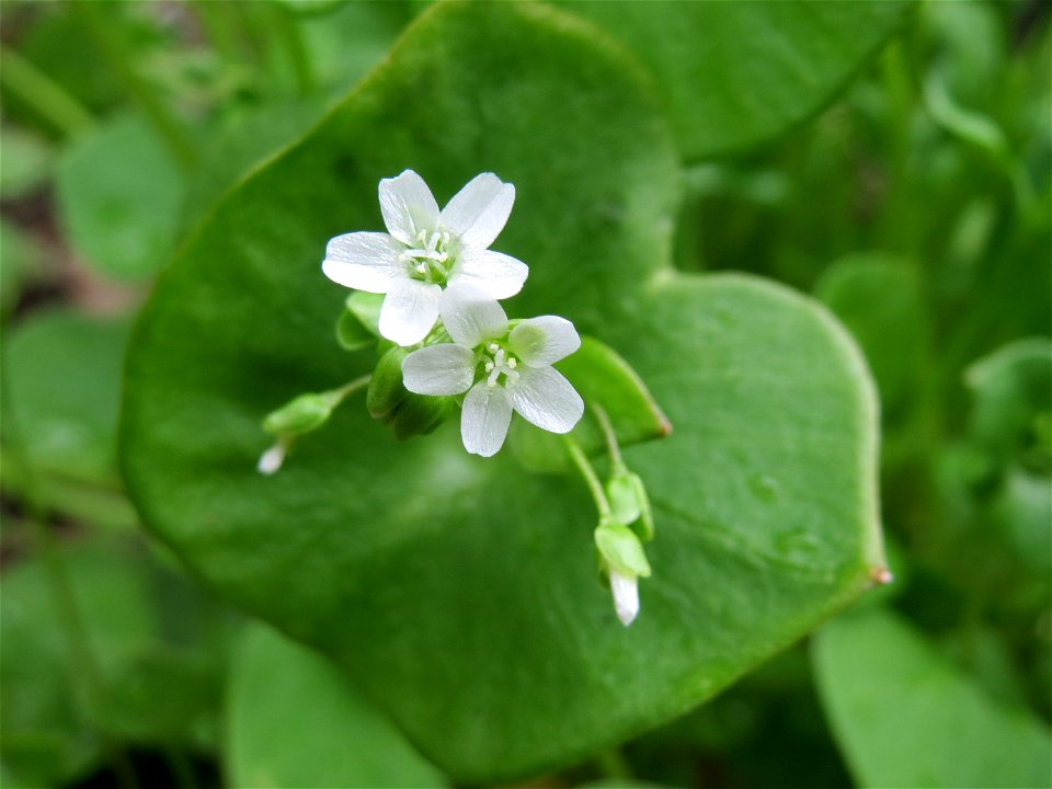 Gewöhnliche Tellerkraut (Claytonia perfoliata) in Hockenheim
