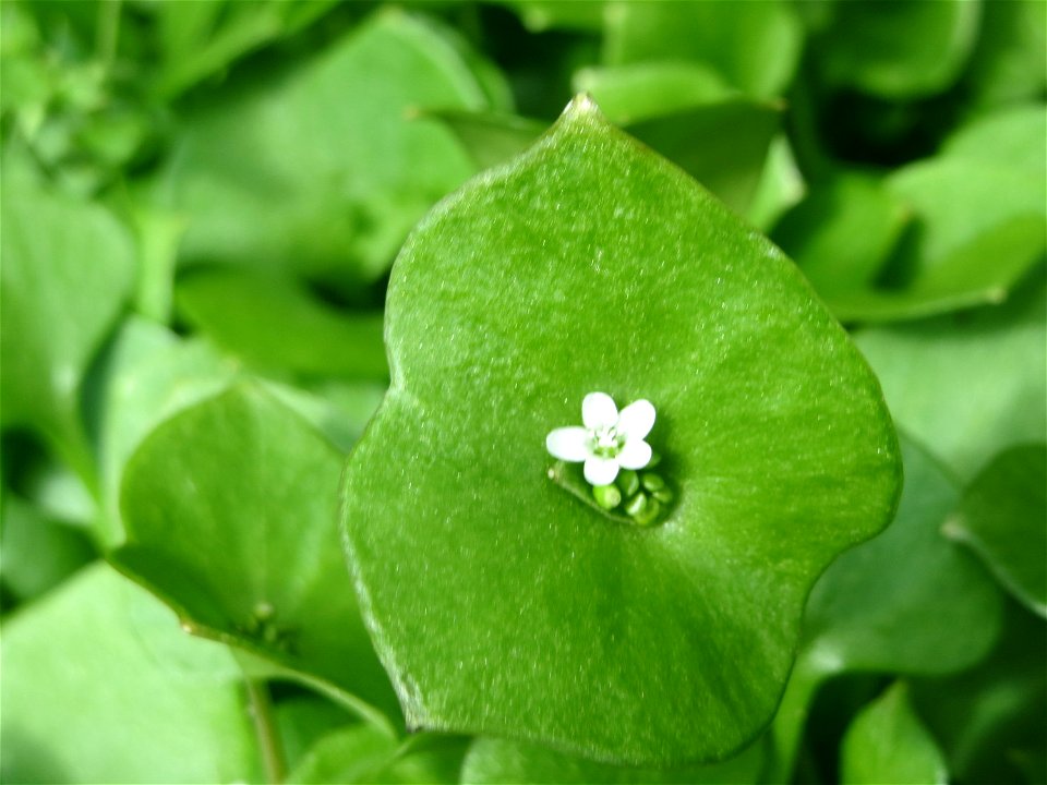 Gewöhnliches Tellerkraut oder Kubaspinat (Claytonia perfoliata) bei Reilingen - eingeschleppt aus Nordamerika
