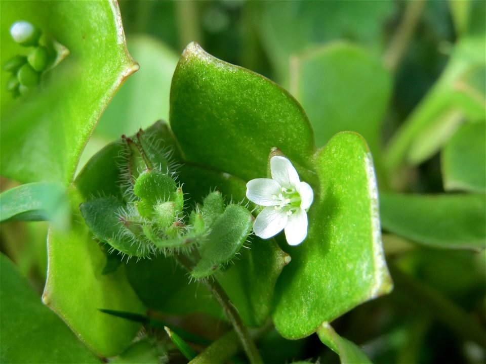 Gewöhnliche Tellerkraut (Claytonia perfoliata) bei Reilingen