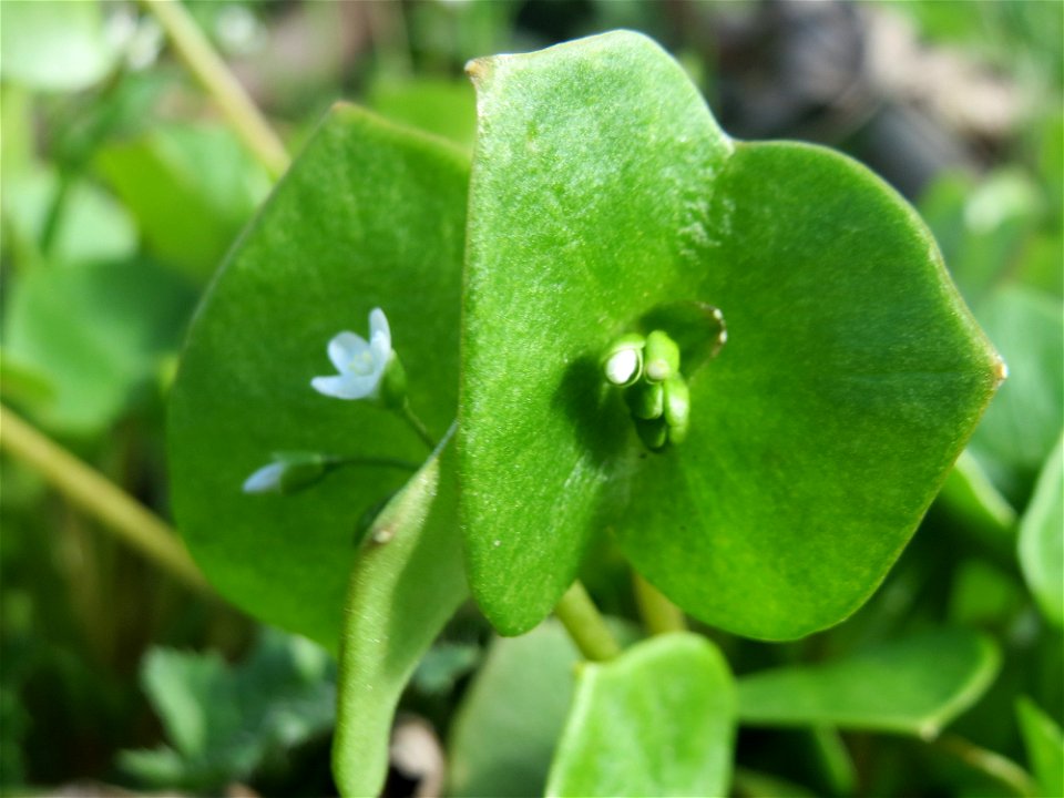 Gewöhnliche Tellerkraut (Claytonia perfoliata) bei Reilingen