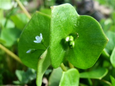 Gewöhnliche Tellerkraut (Claytonia perfoliata) bei Reilingen