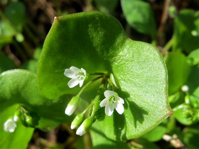 Gewöhnliches Tellerkraut (Claytonia perfoliata) in Hockenheim