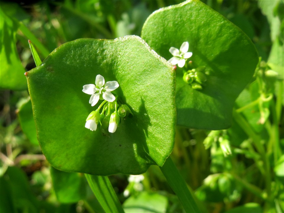 Gewöhnliches Tellerkraut oder Kubaspinat (Claytonia perfoliata) in Hockenheim