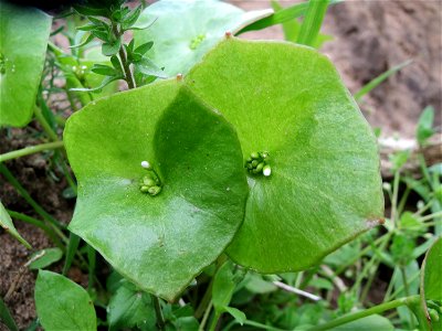 Gewöhnliches Tellerkraut (Claytonia perfoliata) in Hockenheim