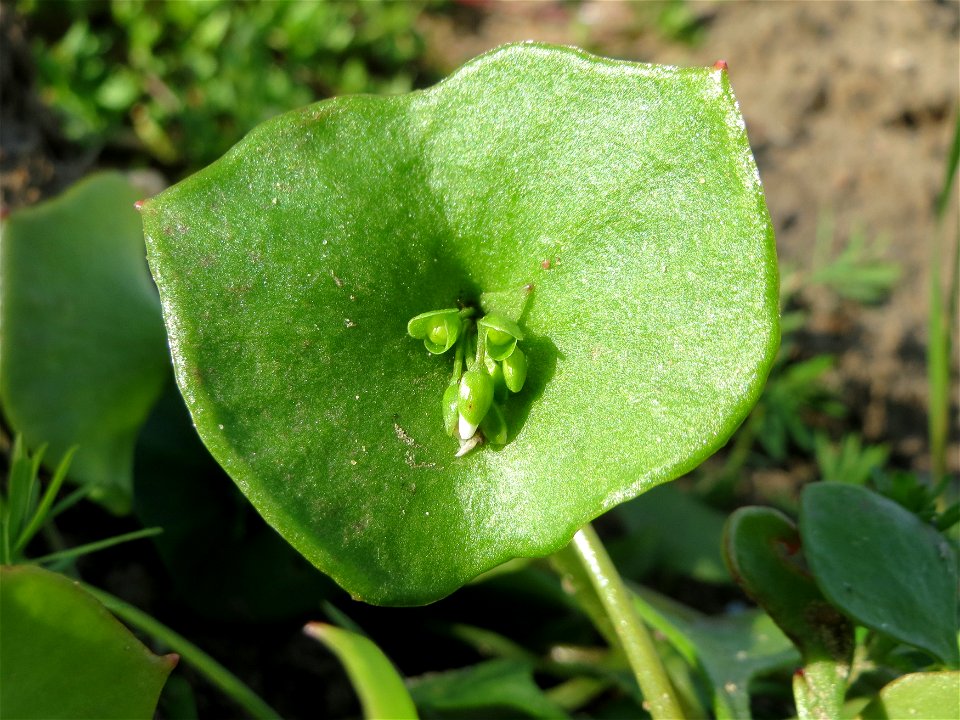 Gewöhnliches Tellerkraut (Claytonia perfoliata) in Hockenheim