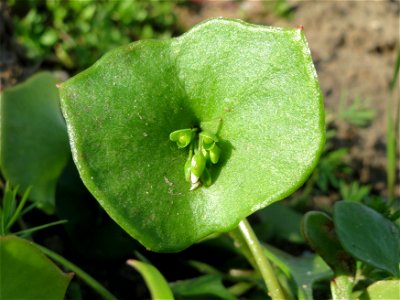 Gewöhnliches Tellerkraut (Claytonia perfoliata) in Hockenheim