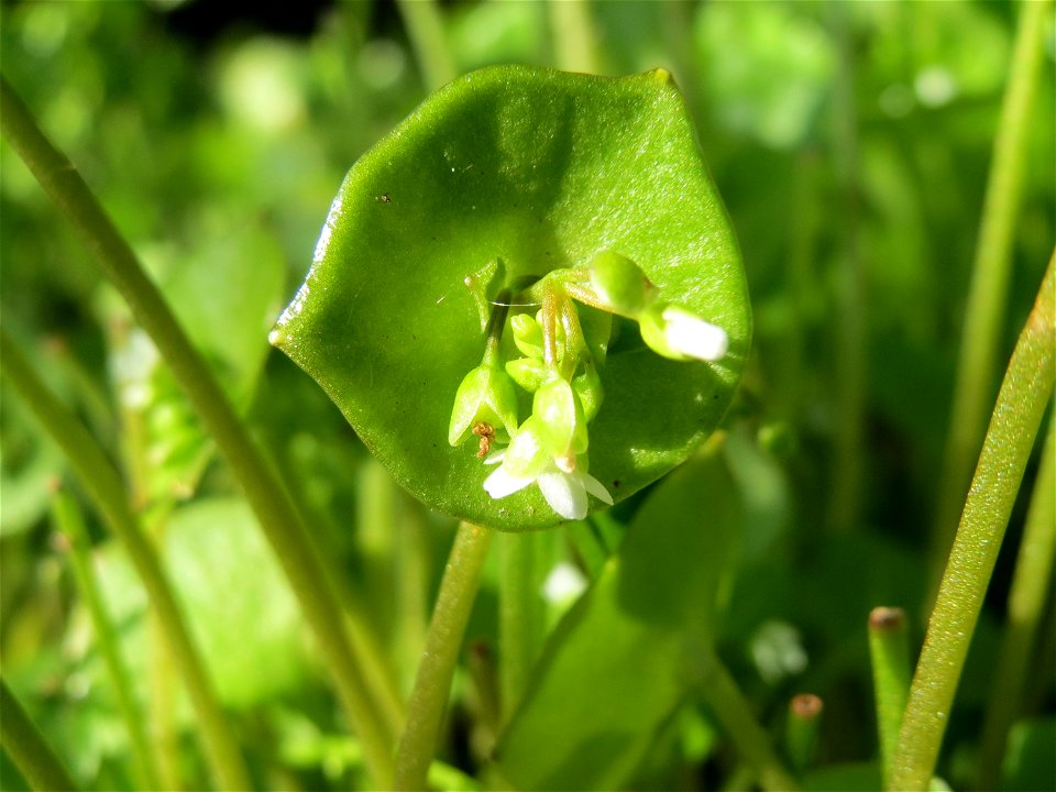Gewöhnliche Tellerkraut (Claytonia perfoliata) bei Reilingen