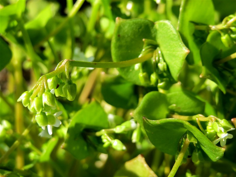 Gewöhnliches Tellerkraut oder Kubaspinat (Claytonia perfoliata) bei Reilingen - eingeschleppt aus Nordamerika