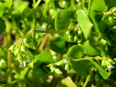 Gewöhnliches Tellerkraut oder Kubaspinat (Claytonia perfoliata) bei Reilingen - eingeschleppt aus Nordamerika
