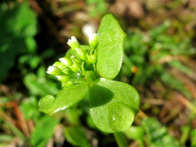 Gewöhnliches Tellerkraut (Claytonia perfoliata) im Schwetzinger Hardt