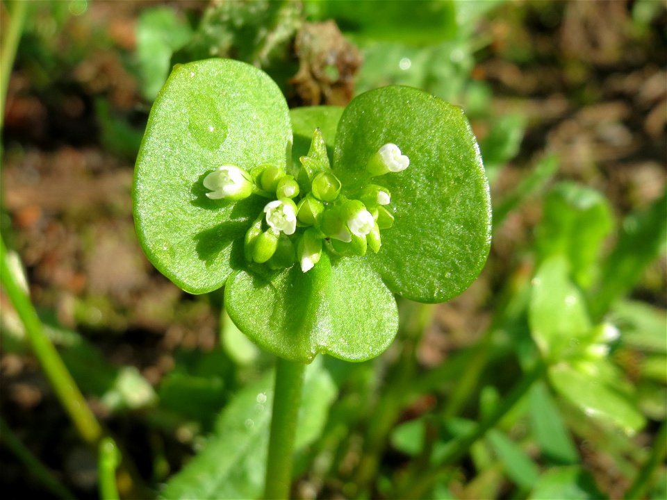 Gewöhnliches Tellerkraut (Claytonia perfoliata) im Schwetzinger Hardt