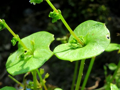 Gewöhnliches Tellerkraut (Claytonia perfoliata) im Schwetzinger Hardt