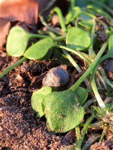 Gewöhnliche Tellerkraut (Claytonia perfoliata) in Hockenheim