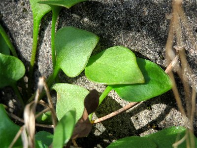 Gewöhnliches Tellerkraut oder Kubaspinat (Claytonia perfoliata) - invasiv an der A61 in Hockenheim
