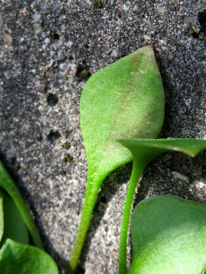 Gewöhnliches Tellerkraut oder Kubaspinat (Claytonia perfoliata) - invasiv an der A61 in Hockenheim