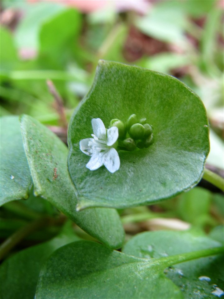Gewöhnliches Tellerkraut oder Kubaspinat (Claytonia perfoliata) - invasiv in der Schwetzinger Hardt