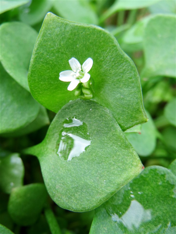 Gewöhnliches Tellerkraut oder Kubaspinat (Claytonia perfoliata) - invasiv in der Schwetzinger Hardt