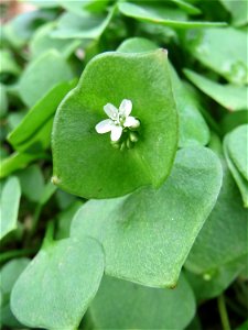 Gewöhnliches Tellerkraut oder Kubaspinat (Claytonia perfoliata) - invasiv in der Schwetzinger Hardt