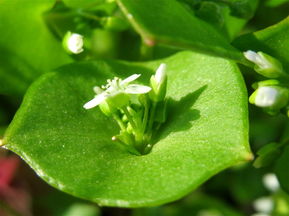Gewöhnliches Tellerkraut oder Kubaspinat (Claytonia perfoliata) in Hockenheim