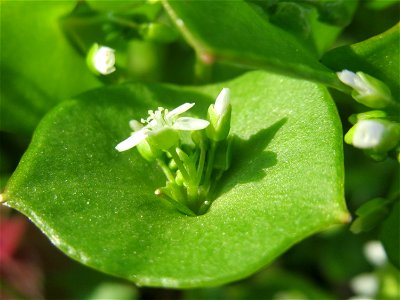 Gewöhnliches Tellerkraut oder Kubaspinat (Claytonia perfoliata) in Hockenheim