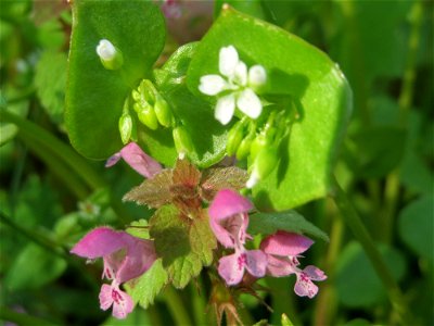 Gewöhnliches Tellerkraut oder Kubaspinat (Claytonia perfoliata) in Hockenheim