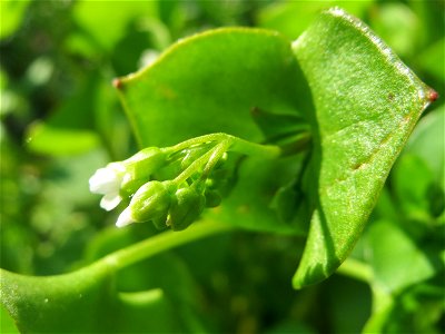 Gewöhnliches Tellerkraut oder Kubaspinat (Claytonia perfoliata) in Hockenheim