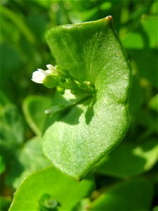 Gewöhnliches Tellerkraut oder Kubaspinat (Claytonia perfoliata) in Hockenheim